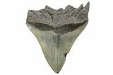 Serrated, Fossil Megalodon Tooth - South Carolina #288207-1